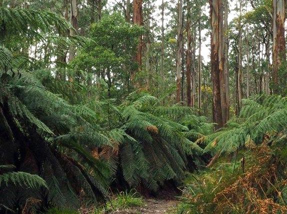 Unveiling the Flora Diversity of Toolangi State Forest